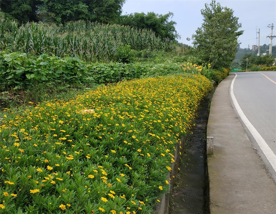 重庆铜梁大庙镇:木春菊鲜花五彩缤纷 端午节公路边美如画(原创首发)