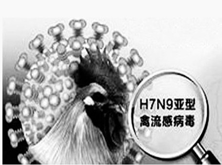 H7N9禽流感来袭,还能吃鸡蛋吗?